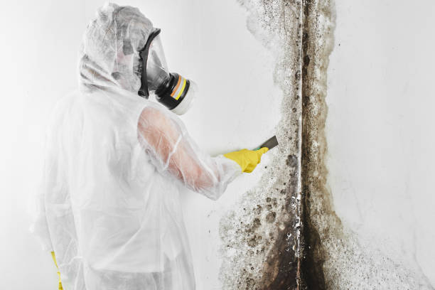 Mold Removal and Inspection in Lisbon, OH