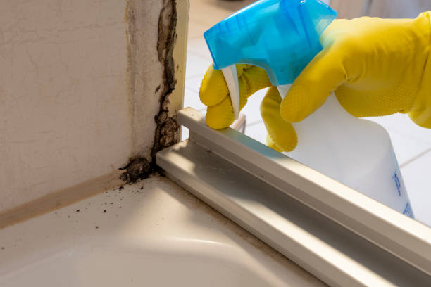 Best Fast Mold Removal  in Lisbon, OH